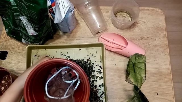 Алоказия Синуата пересадка на фитильный полив