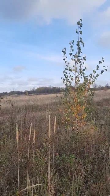 Березка у Дороги Oceнь Встречает смотреть онлайн