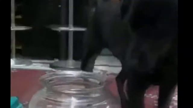 Приколы над котами 6 серия by MrĜ Ǻ Ӎ Ế Ʀ _TeRoRiST смотреть онлайн