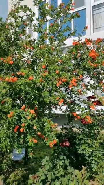 Гранат #shortsvideo смотреть онлайн