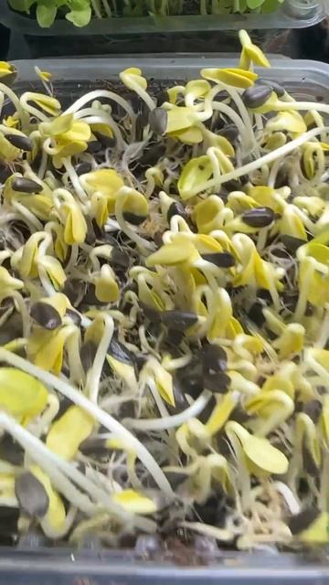 Когда сеешь проросшие семена