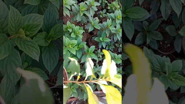 саженцы гортензии ЗКС в 1л контейнерах смотреть онлайн