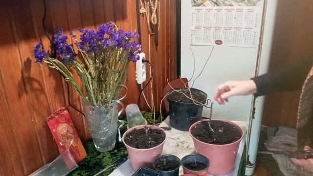 ОБРЕЗАЕМ МЕТЕЛЬЧАТЫЕ ГОРТЕНЗИИ ВЕСНОЙ смотреть онлайн