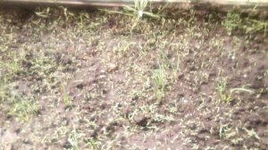 Теплицы в мае - Что растёт?