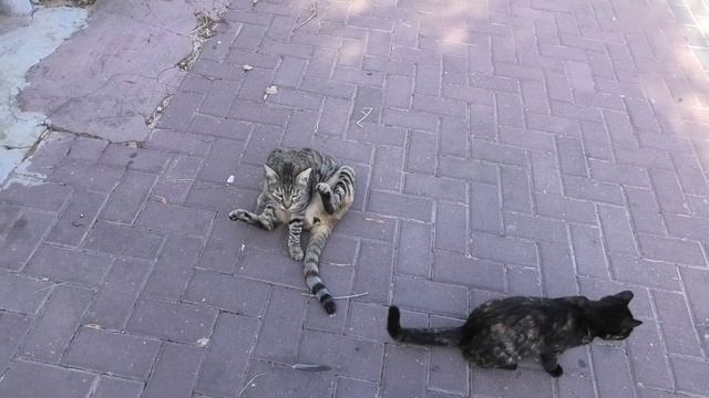 FUNNY CATS test bread🐱СМЕШНЫЕ КОТЫ пробуют хлеб на вкус😸고양이 테스트 빵🐈猫测试面包😻猫はパンをテストします смотреть онлайн