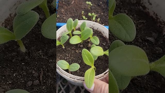 Новинка для всех любителей пряных трав: " БОРАГО" или "О смотреть онлайн