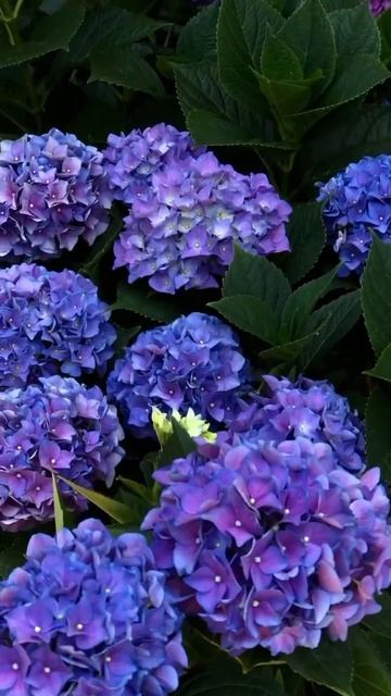 #hortensia #садгортензий #hydrangea #гортензия #flower #garden #сад #hydran смотреть онлайн