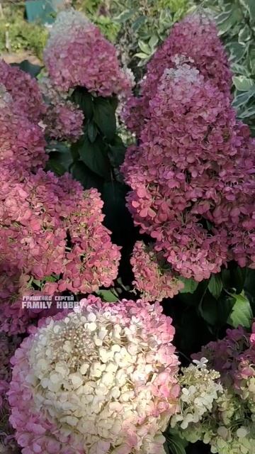 #сад #гортензии# Пинки Праймс🌞21сентября🌞