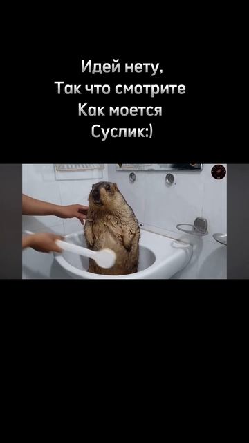 У меня ещё есть заготовка с сусликом:) смотреть онлайн