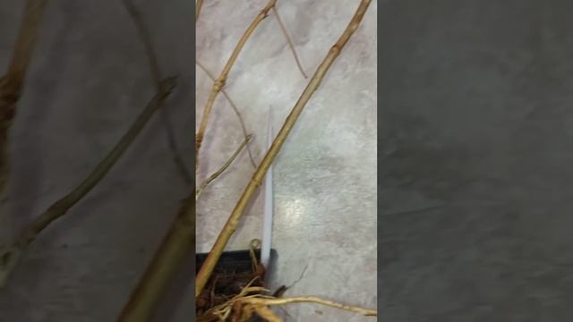 Черенкование и обрезка  гортензии зимой в домашних ус?