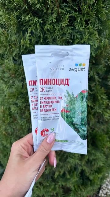 Осенний уход за хвойными