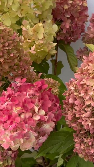 #hydrangea#macrophylla#hortensia#гортензия#garden#гортензія #shorts#アジサイ