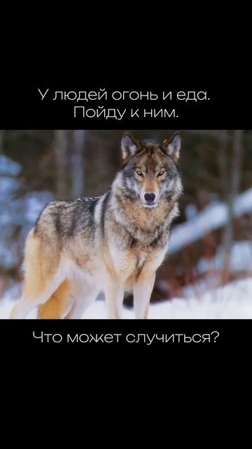 Что есть то есть😅 Воск для лап защитный, заживляющий ? смотреть онлайн
