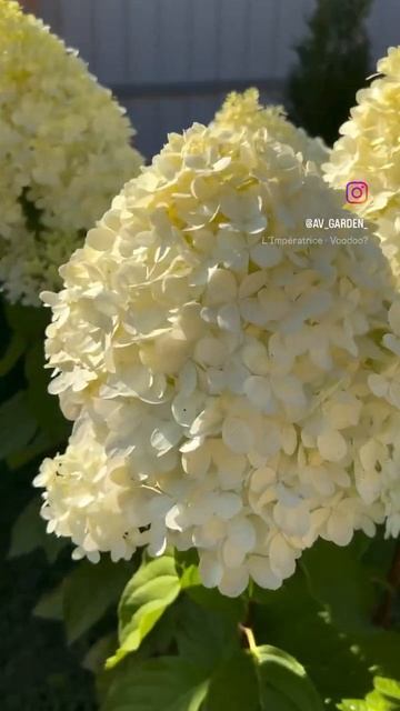 Метельчатая гортензия Limelight. #garden #гортензии #гортензи? смотреть онлайн