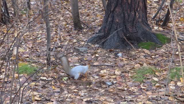 Белочки в Новосибирском зоопарке. В новосиб. зоопарк обязательно надо ходить с орехами для белок!
