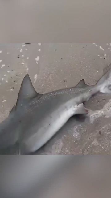 В Приморском крае мужчина спас акулу, закинув её обрат смотреть онлайн