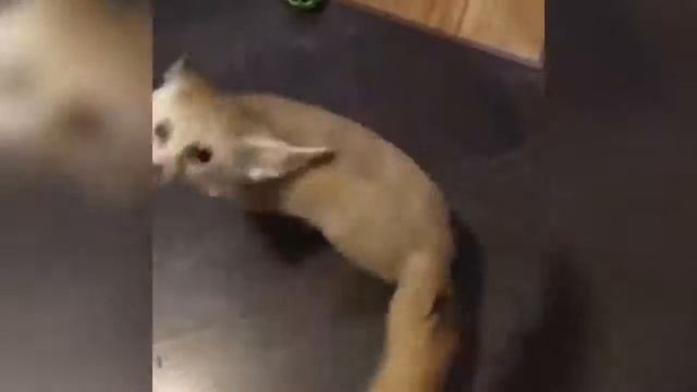 Самые смешные видео приколы с котиками и другими животными! смотреть онлайн