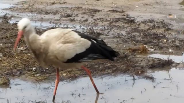 Аист смотреть онлайн