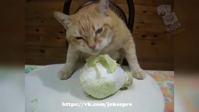 BEST JOKES HD // ЛУЧШИЕ ПРИКОЛЫ HD # 16 смотреть онлайн