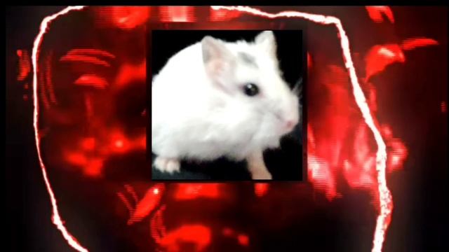 Дэчи пагу фонк ☠️ (хомяш) смотреть онлайн