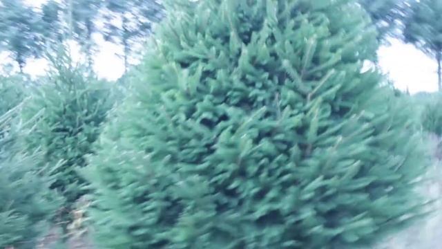 11 321 Ель Стриженая 2.00 – 2.25 м.