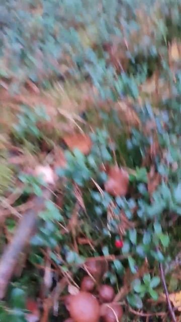 Грибные заготовки, ГРИБЫ ОПЯТА под дождем, ПОЗДНИЙ ОСЕ смотреть онлайн