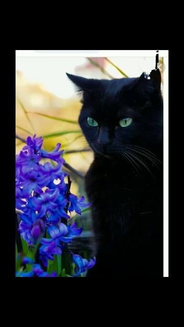 много спала много ела #cat смотреть онлайн