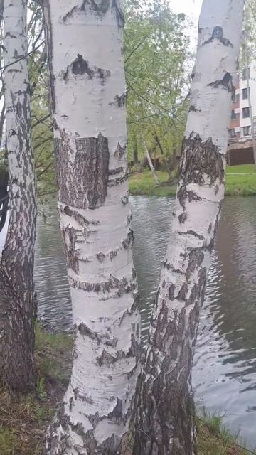 Кто любит берёзы ?) смотреть онлайн