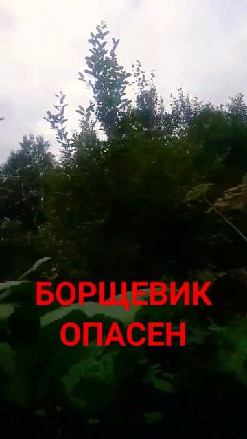 Осторожно-борщевик опасен!!! #живувдеревне #shorts смотреть онлайн