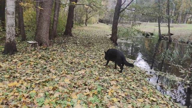 Если с другом вышел в путь! Оби на прогулке! смотреть онлайн