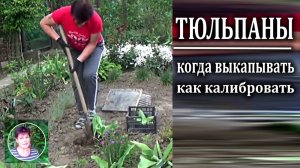 Когда выкапывать тюльпаны  Выкапываю и калибрую