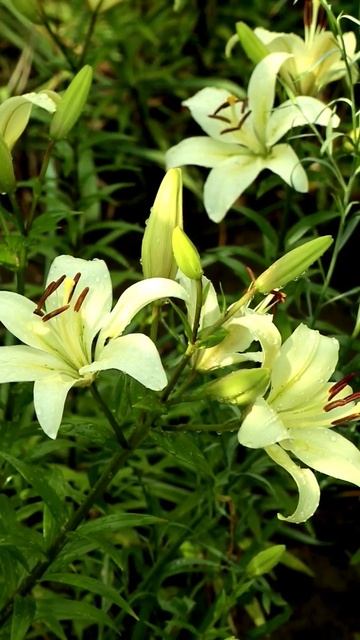 Лилии в саду после дождя. Как это красиво 🤍 #flowers #цвет? смотреть онлайн