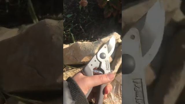 Самарская Лидия 🌺осенняя обрезка ✂️ смотреть онлайн