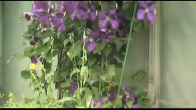 Многолетние цветы Клематис часть 1 смотреть онлайн