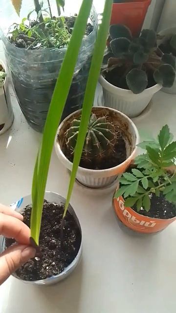 АЦИДАНТЕРА ПРОРАЩИВАНИЕ ЛУКОВИЦ!!! смотреть онлайн