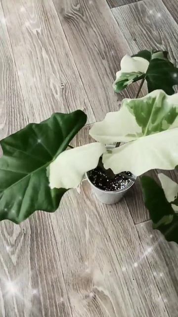 🍃 Алоказия Портодора вариегатная 💚💚💚. смотреть онлайн