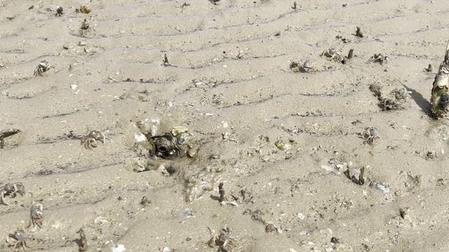 Крабы-отшельники