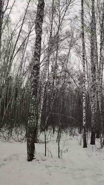 Белый березовый лес! смотреть онлайн