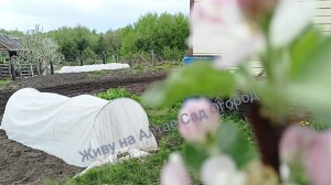 Высадила томаты, арбузы и дыни