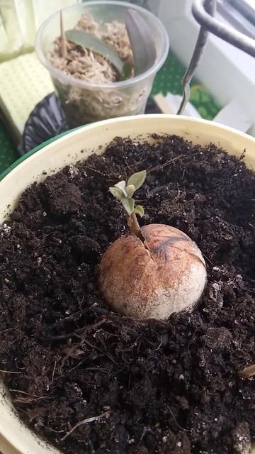 спустя месяц после высадки в грунт