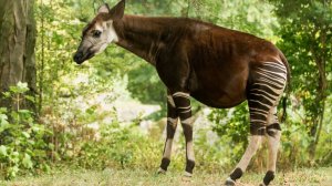 О Редких Животных Мира: Окапи | Аудиокнига