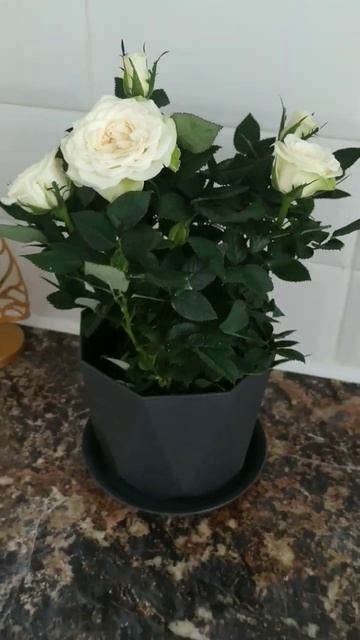 розы, дарите в горшках цветы