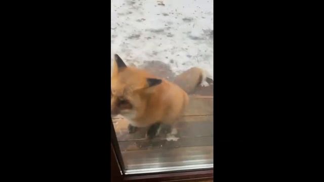 Алиса - Лиса / Прикольные Моменты с Алисой ч. 194 / Alice the Fox смотреть онлайн