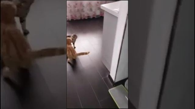Смешные коты и кошки 2021 Лучшие приколы про кошек и котов #5 смотреть онлайн
