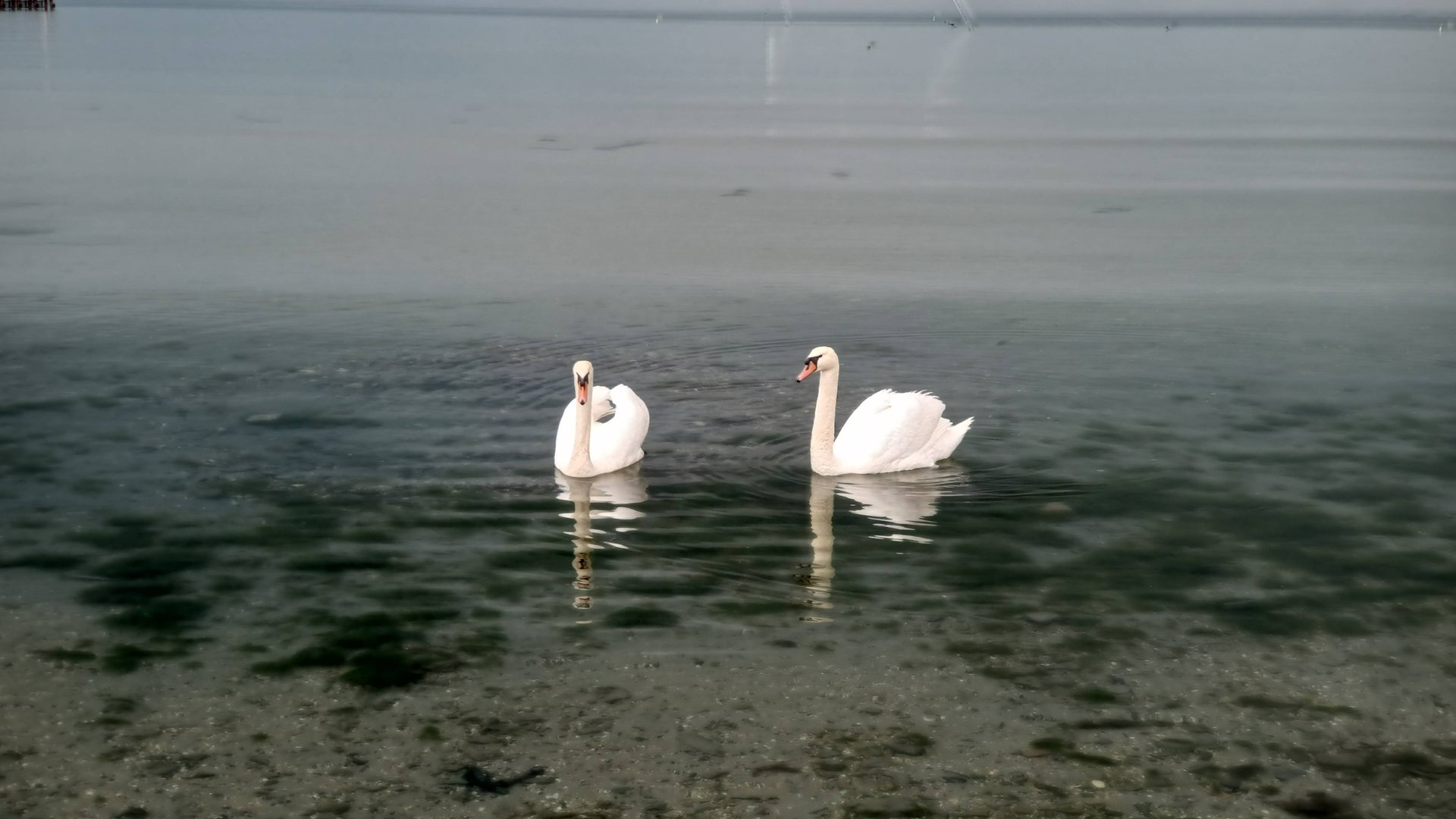 Анапа 9 мая - море, лебеди и вальс! смотреть онлайн