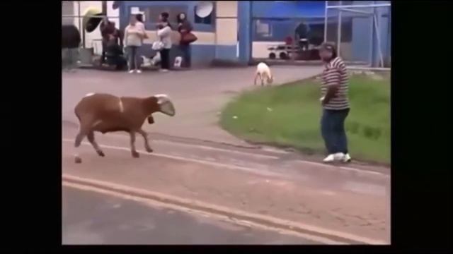 Баран беспредельщик смотреть онлайн