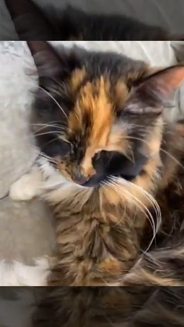 Кошки не было дома сутки смотреть онлайн