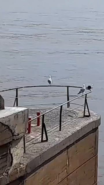 СМОТРИТЕ КАКИЕ ЧАЙКИ 🙏🏻 ♥ ГОРОД 🏙 ПЕРМЬ РЕКА КАМ? смотреть онлайн