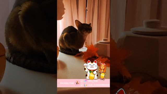 Здесь вы найдете рецепт самой лучшей и эффективной ди? смотреть онлайн