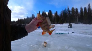 Рыбалка по последнему льду. Нашли голодных окуней. Две ночи на таёжном озере. 2 часть.